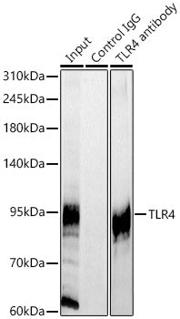 TLR4 Rabbit pAb