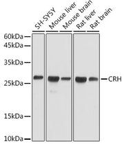 CRH Rabbit pAb