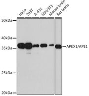 APEX1/APE1 Rabbit mAb
