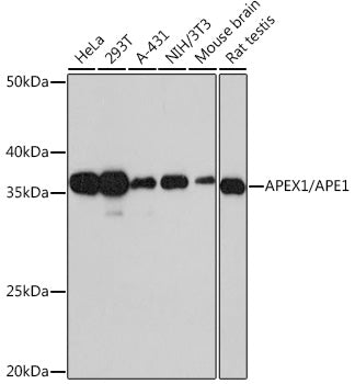 APEX1/APE1 Rabbit mAb