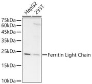 [KD Validated] Ferritin Light Chain Rabbit mAb
