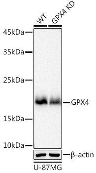 [KD Validated] GPX4 Rabbit mAb