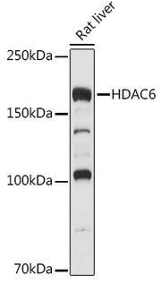 HDAC6 Rabbit pAb