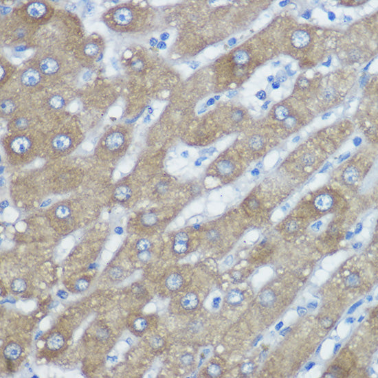 HDAC6 Rabbit pAb