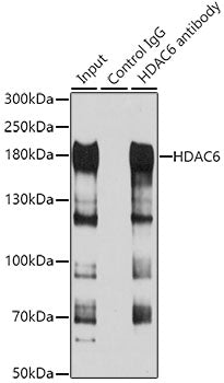 HDAC6 Rabbit pAb