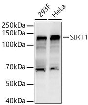 SIRT1 Rabbit pAb