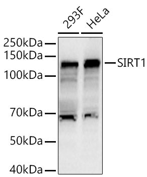 SIRT1 Rabbit pAb