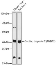 Cardiac troponin T (TNNT2) Rabbit pAb