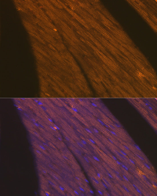 Cardiac troponin T (TNNT2) Rabbit pAb