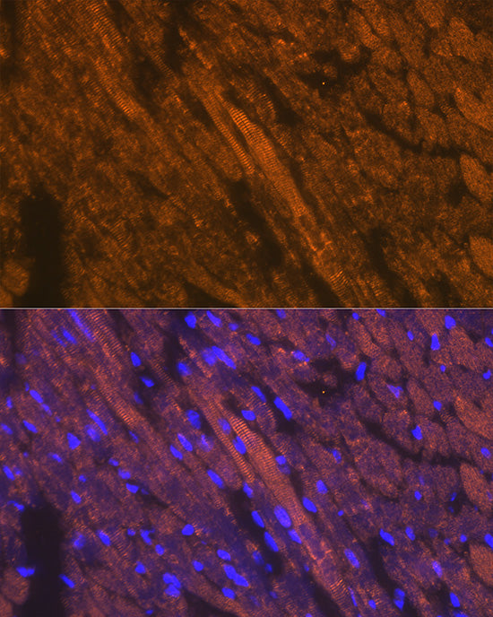 Cardiac troponin T (TNNT2) Rabbit pAb