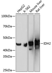IDH2 Rabbit mAb