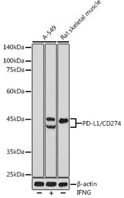 PD-L1/CD274 Rabbit pAb