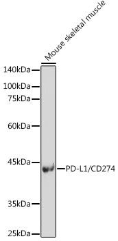 PD-L1/CD274 Rabbit pAb