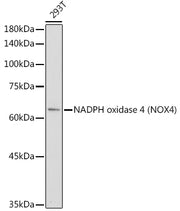 [KO Validated] NADPH oxidase 4 (NOX4) Rabbit pAb