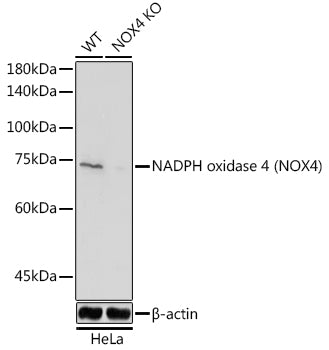 [KO Validated] NADPH oxidase 4 (NOX4) Rabbit pAb