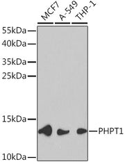 PHPT1 Rabbit pAb