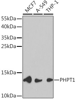 PHPT1 Rabbit pAb