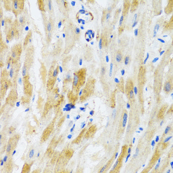 PHPT1 Rabbit pAb