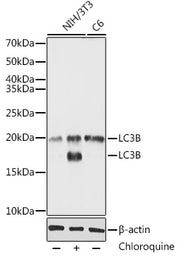 LC3B Rabbit pAb