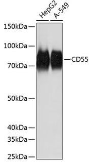 CD55 Rabbit mAb