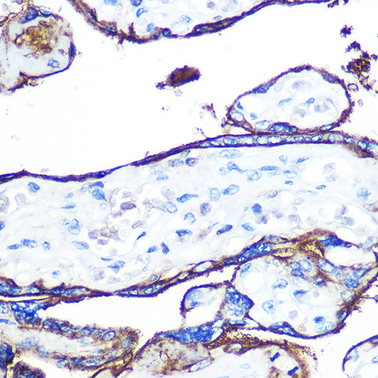 CD55 Rabbit mAb
