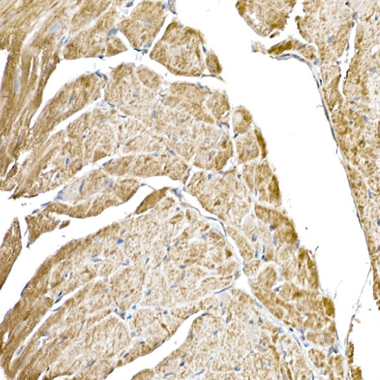 GC1q R/C1QBP Rabbit mAb