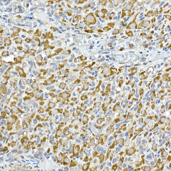 GC1q R/C1QBP Rabbit mAb