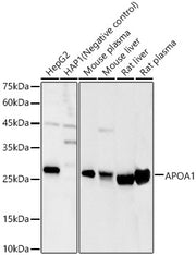 APOA1 Rabbit pAb