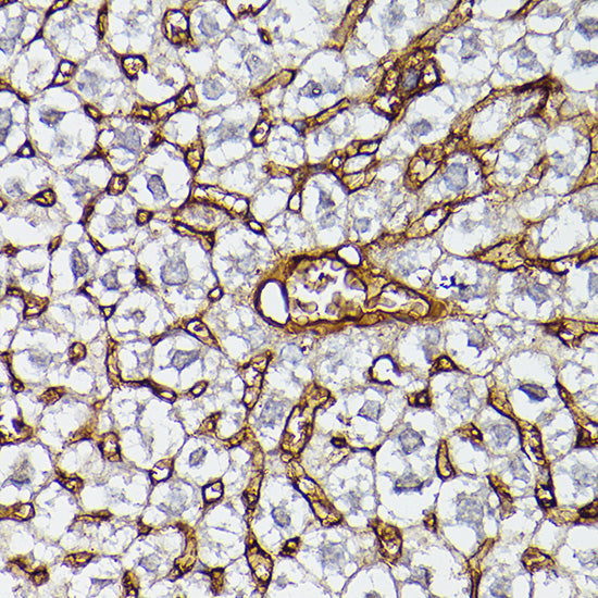 APOA1 Rabbit pAb