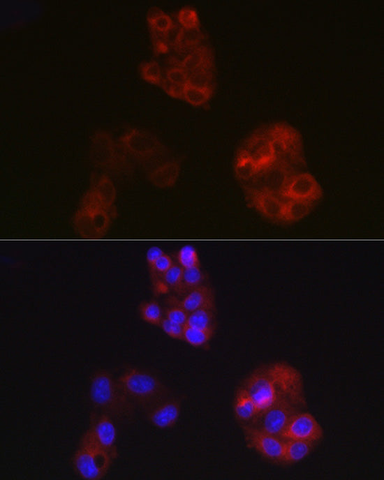 APOA1 Rabbit pAb
