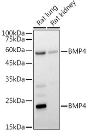 BMP4 Rabbit pAb