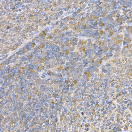 Caspase-3 Rabbit pAb