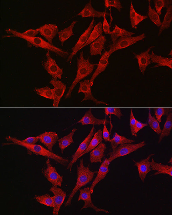 Caspase-3 Rabbit pAb