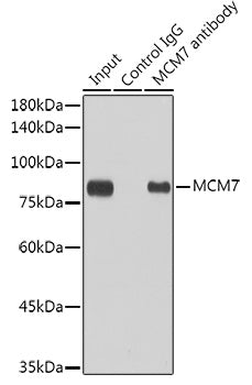 MCM7 Rabbit mAb
