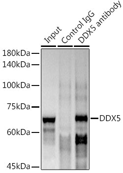 DDX5 Rabbit mAb
