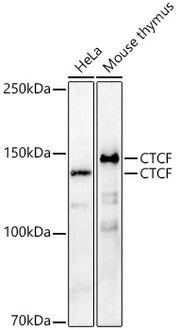 CTCF Rabbit pAb