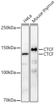 CTCF Rabbit pAb