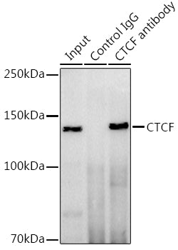 CTCF Rabbit pAb