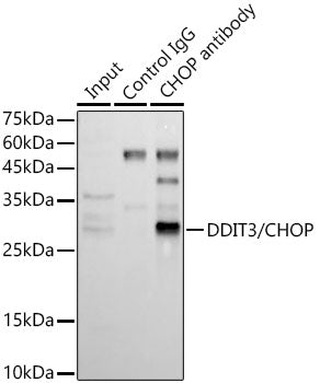 DDIT3/CHOP Rabbit pAb