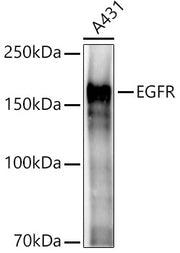 EGFR Rabbit pAb