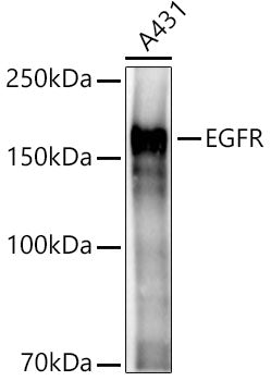 EGFR Rabbit pAb