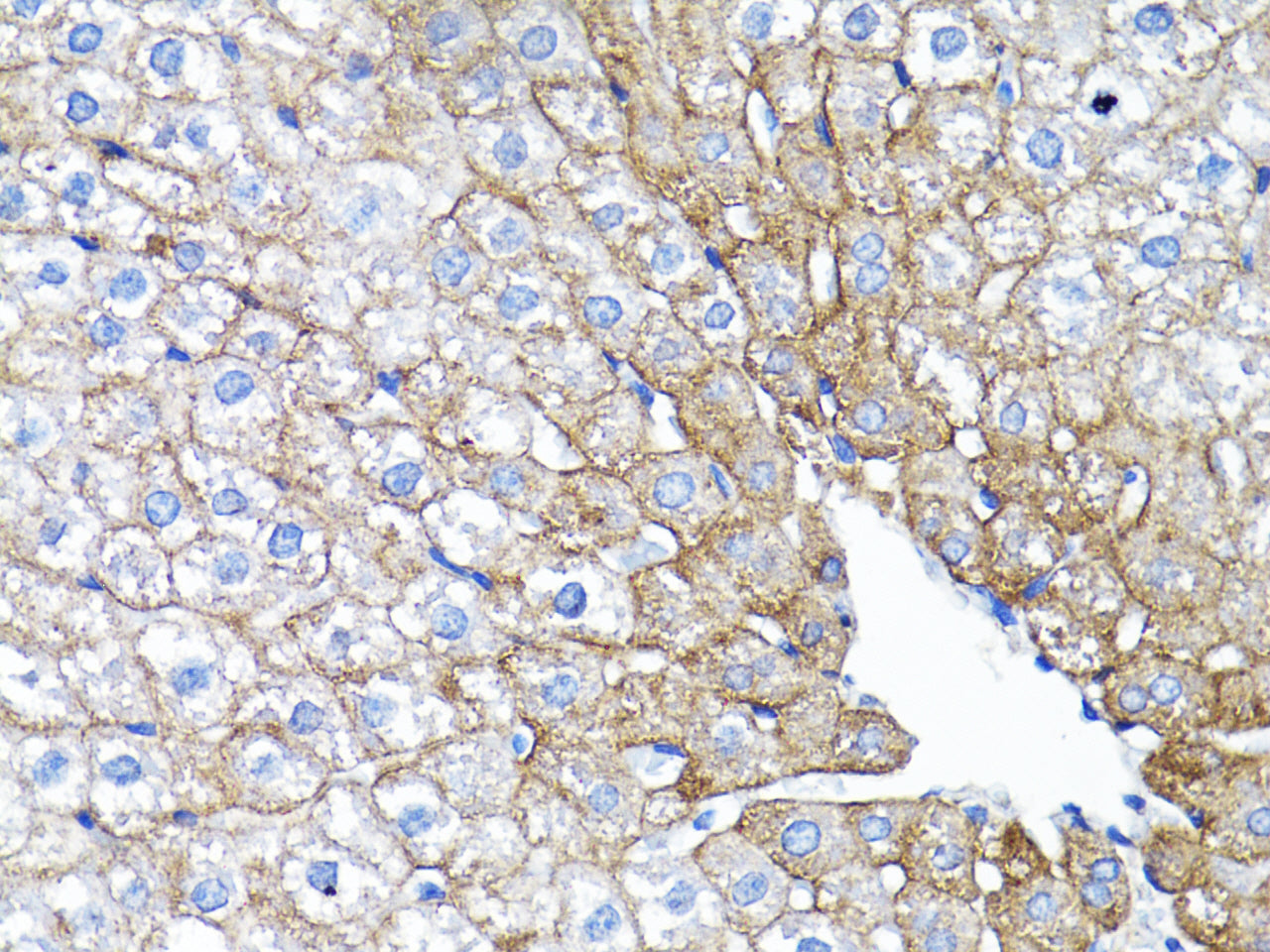 EGFR Rabbit pAb