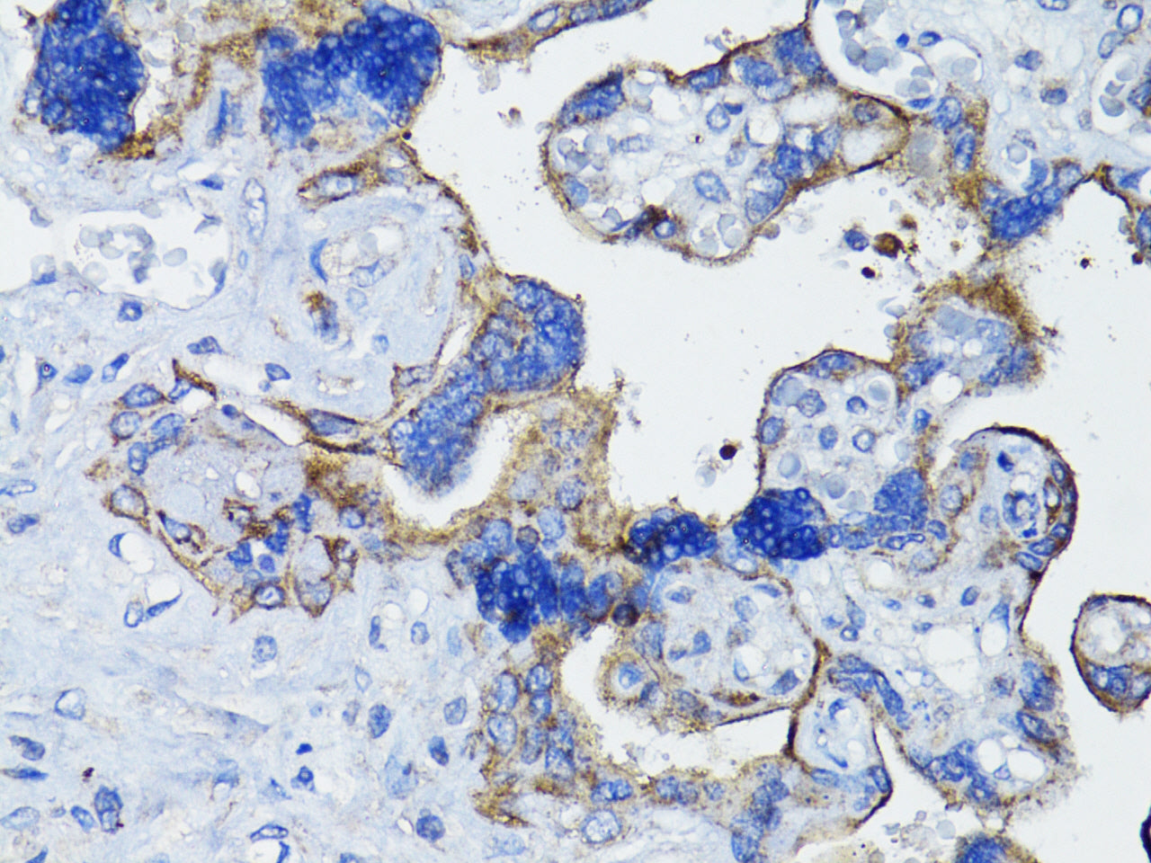EGFR Rabbit pAb