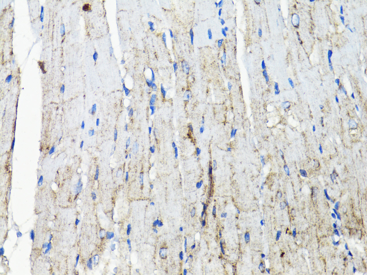 EGFR Rabbit pAb