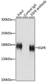 EGFR Rabbit pAb