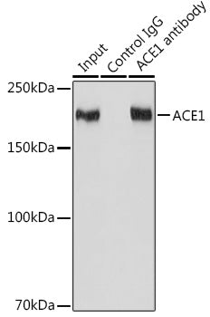 ACE1 Rabbit mAb