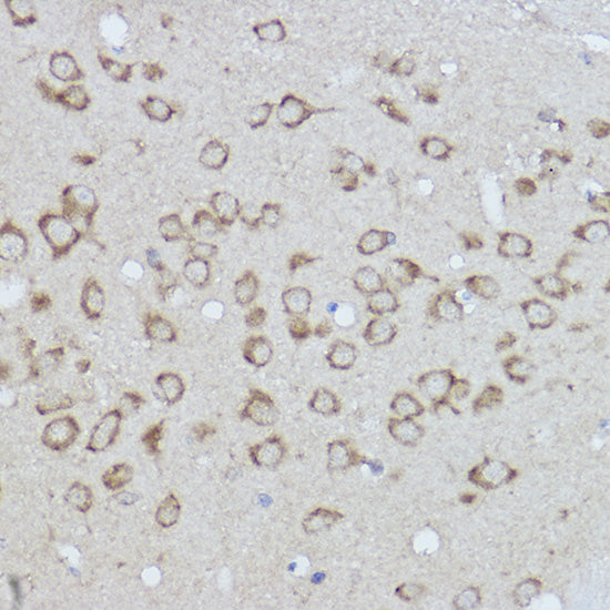 BiP/GRP78 Rabbit pAb