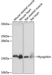 Myoglobin Rabbit mAb