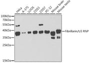 Fibrillarin/U3 RNP Rabbit pAb