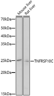 TNFRSF10C Rabbit pAb